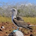 booby_bluefooted_nsey_v_0101_ecu0297.jpg